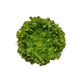 Salat Eichblatt grün Hebscheid