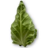 Spitzkohl Hebscheid