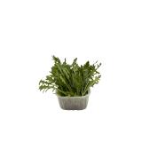 Rucola im Bund 100 g