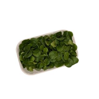 Feldsalat in Schale 80 g