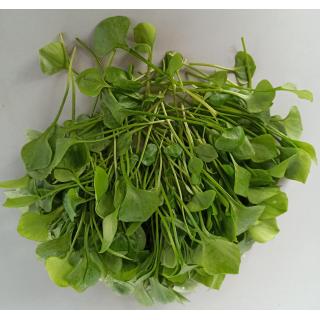 Postelein im Bund ca 100 g