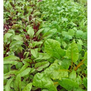 Baby Leaf in Schale ca 80 g