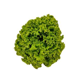Salat Batavia grün Hebscheid