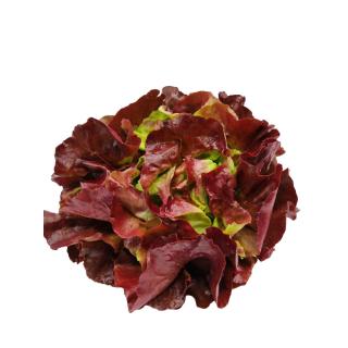 Salat Kopfsalat rot Hebscheid