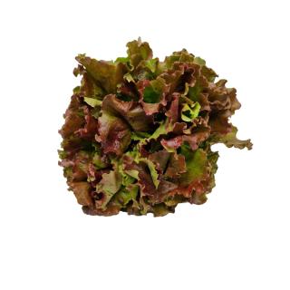 Salat Batavia rot Hebscheid