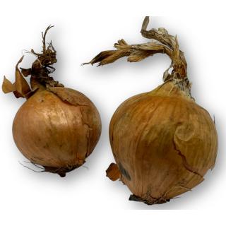 Zwiebeln gelb
