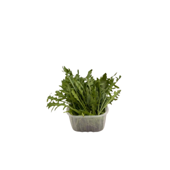Rucola