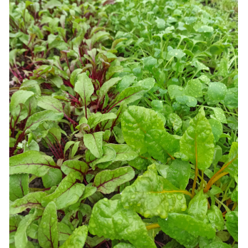 Baby Leaf in Schale ca 80 g