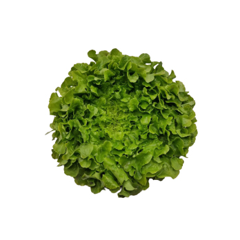 Salat Eichblatt grün Hebscheid