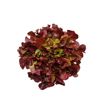 Salat Eichblatt rot  Hebscheid