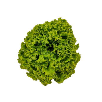Salat Batavia grün Hebscheid
