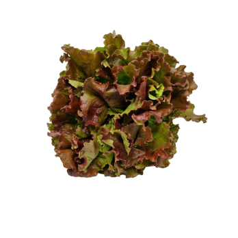 Salat Batavia rot Hebscheid
