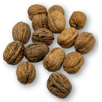 Walnüsse