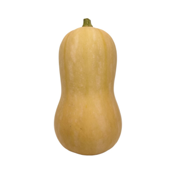 Kürbis Butternut
