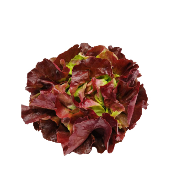 Salat Kopfsalat rot Hebscheid